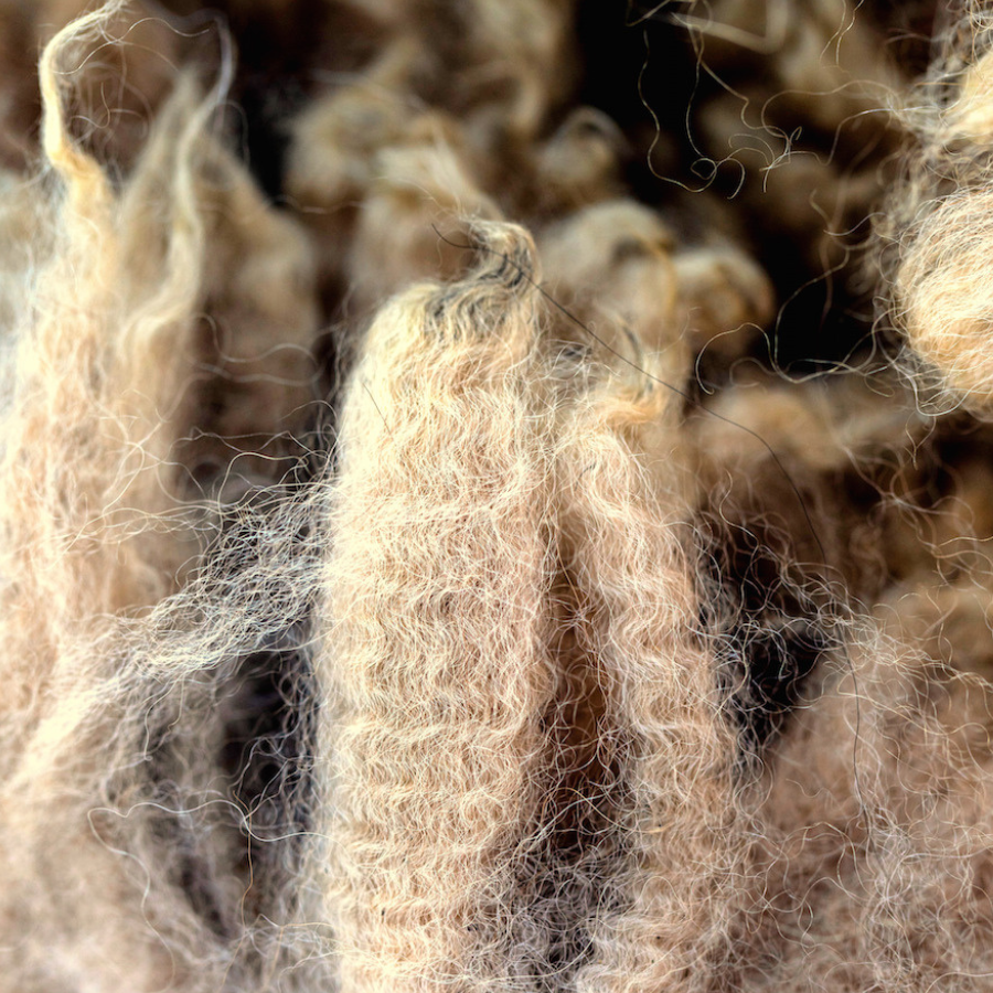 Baby Alpaca Fiber and Raw Fleece