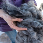 Baby Alpaca Fiber and Raw Fleece