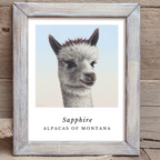 Framed painting of a gray alpaca names Sapphire