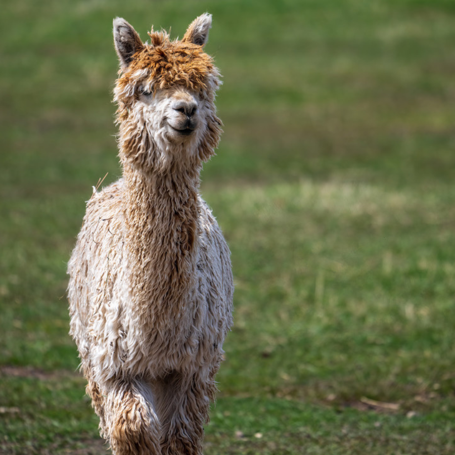 Alpaca &amp; Llama Farm Tour Experience