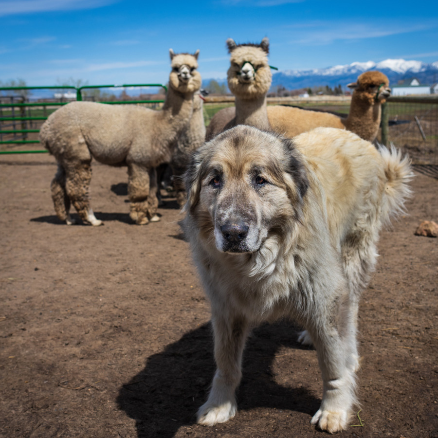 Alpaca &amp; Llama Farm Tour Experience