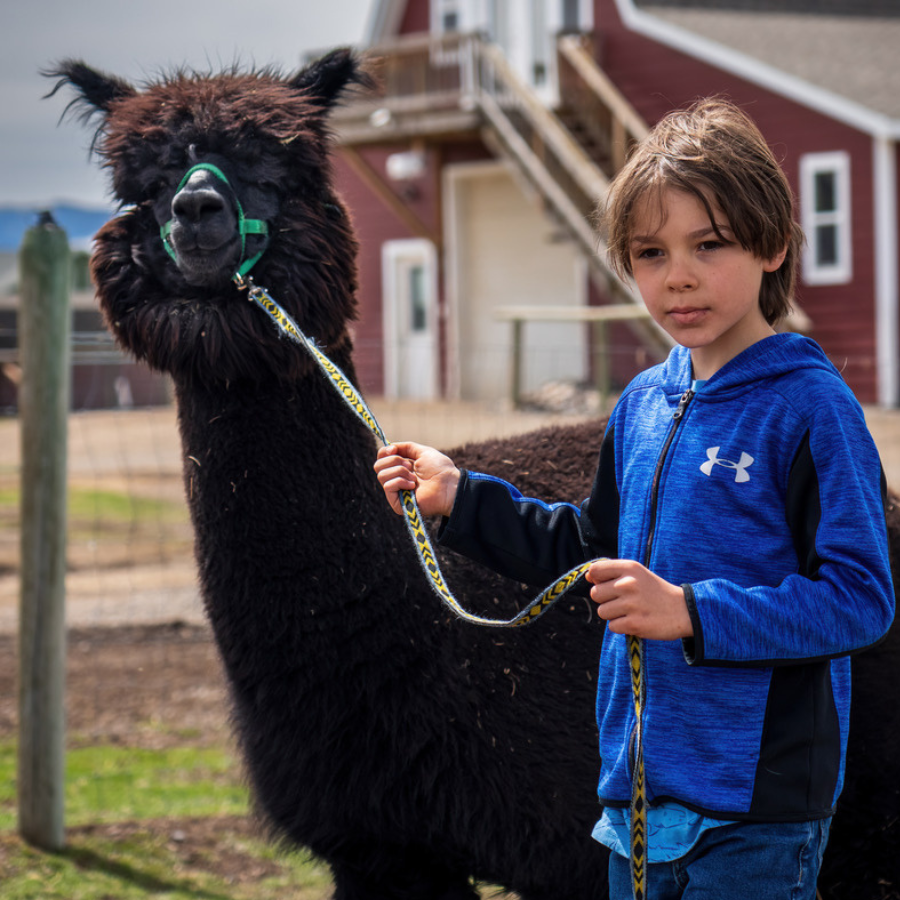 Alpaca &amp; Llama Farm Tour Experience