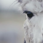 alpaca video of alpacas and llamas running in a pasture