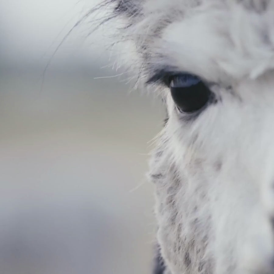 alpaca video of alpacas and llamas running in a pasture