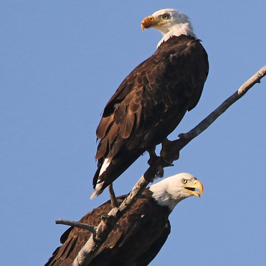 two bald eagles in a tree in Montana