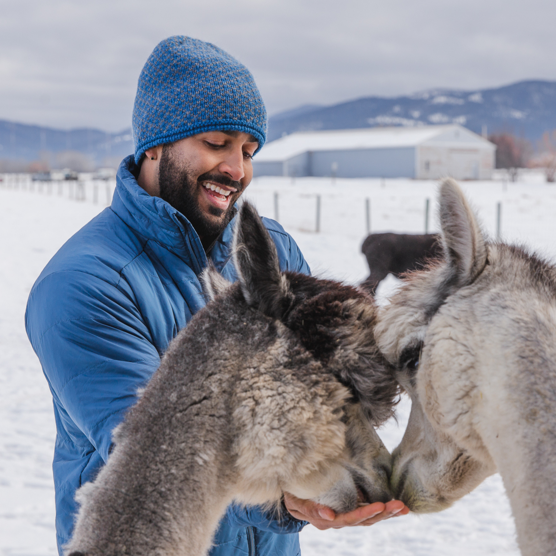 A smiling man feeding two alpacas from his hand in a winter scene. He is wearing a blue Alpacas of Montana men's tempest lite jacket and a blue and gray Alpacas of Montana extremely warm cozy soft windproof comfortable antimicrobial moisture wicking thermal alpaca fleece wool winter fleece lined beanie hat for hiking, skiing, snowshoeing, sledding, outdoors.