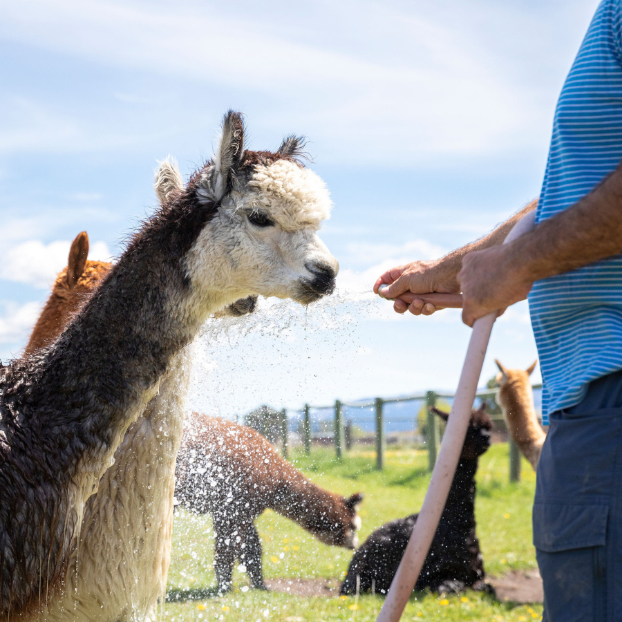 alpaca being sprayed with a water hose by man in blue shirt