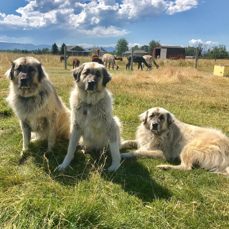 Alpaca & Llama Farm Tour Experience - Alpacas Of Montana