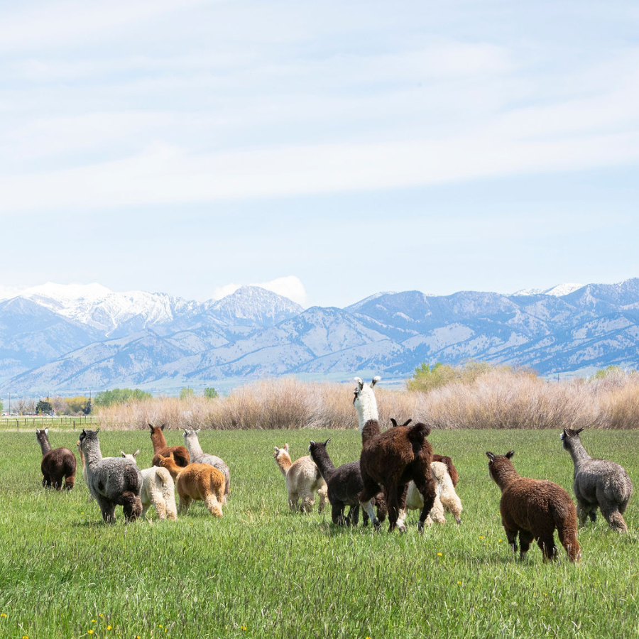 Alpaca & Llama Farm Tour Experience - Alpacas Of Montana