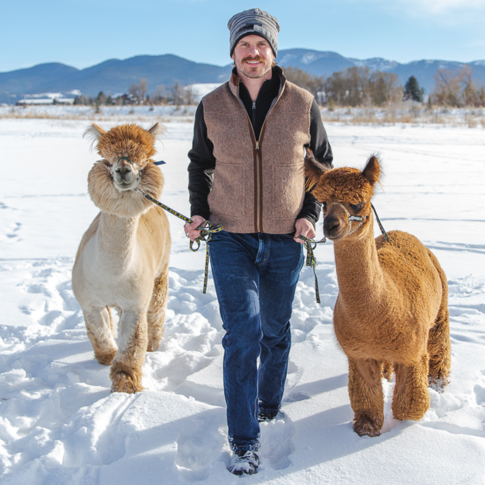 A man walking through the snow leading two alpacas wearing halters. The man is wearing blue jeans, an Alpacas of Montana black and white backcountry beanie, a black Alpacas of Montana men's base layer top, and a Alpacas of Montana camel brown and gray warm soft cozy comfortable neutral moisture wicking men's fashion stylish luxury zip manly reversible felted alpaca wool vest.