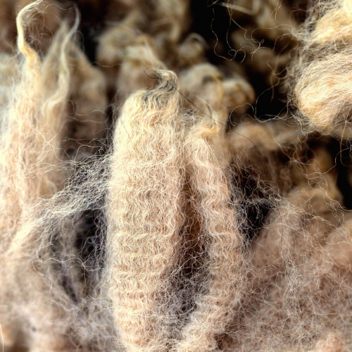 Raw, alpaca fleece shown in a shade of beige.