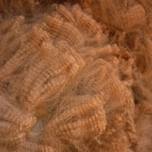 Raw, alpaca fleece in a light brown shade.