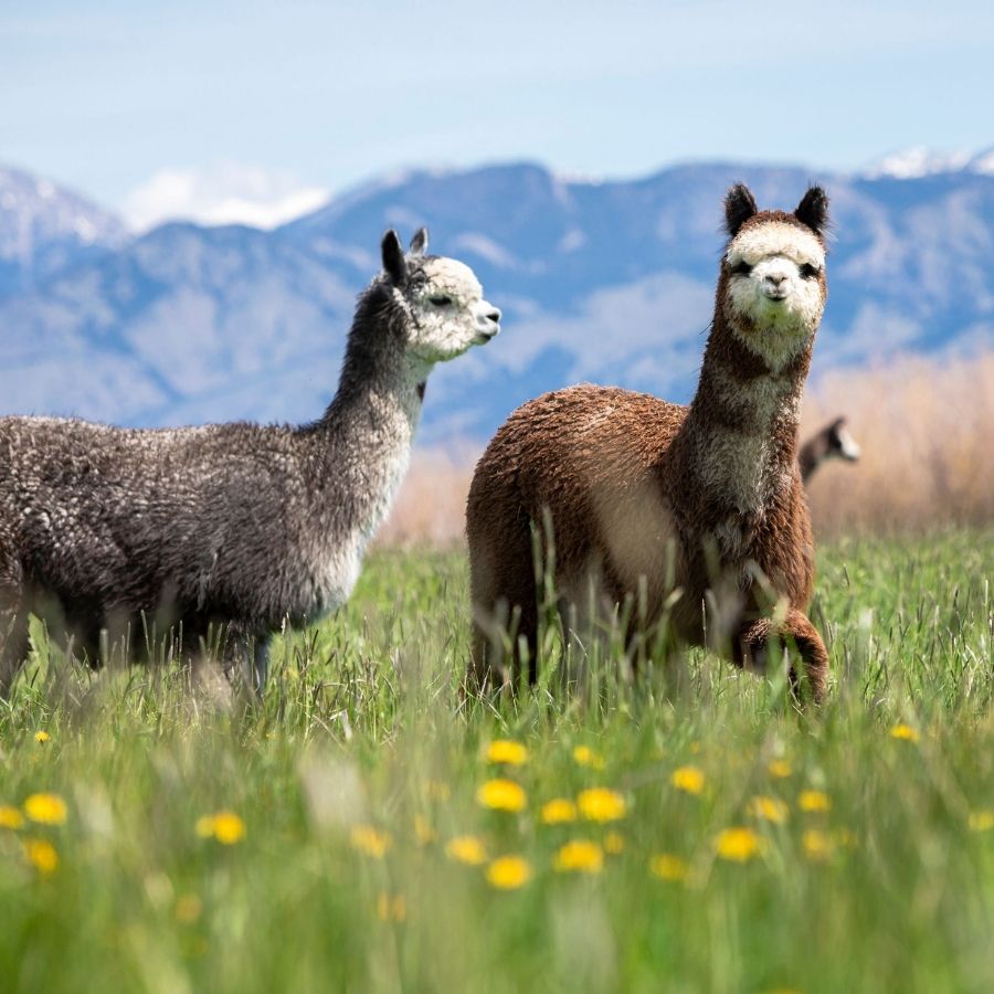 two alpacas standing in a green field with mountains in the background