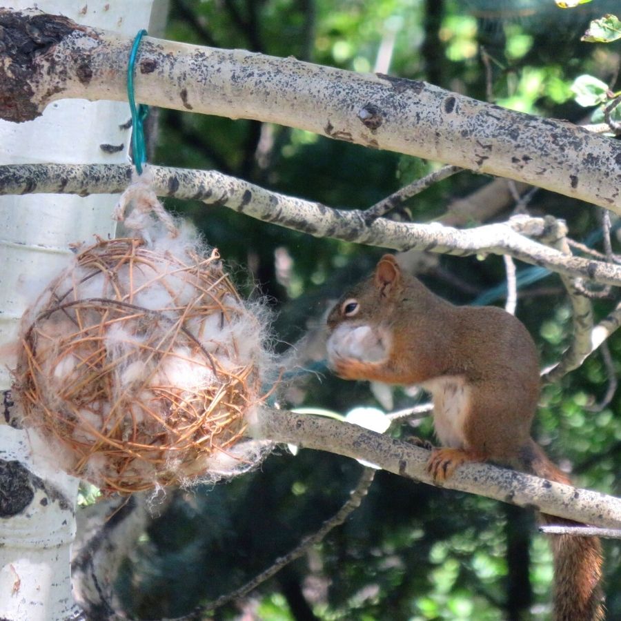 squirrel sitting in a tree taking alpaca wool from a nesting globe