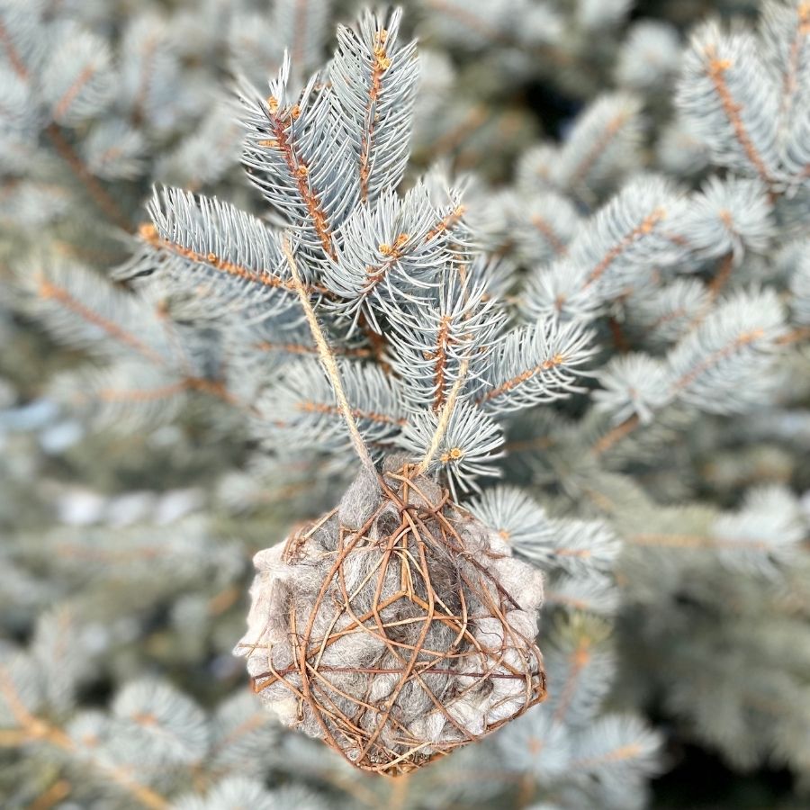 Small square wooden branch basket cage in a pine tree full of natural real soft fluffy alpaca wool fleece for spring bird nest nesting