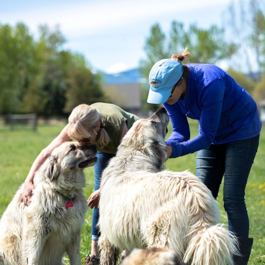 two women leaning over to two anatolian shepherd guard dogs giving them love