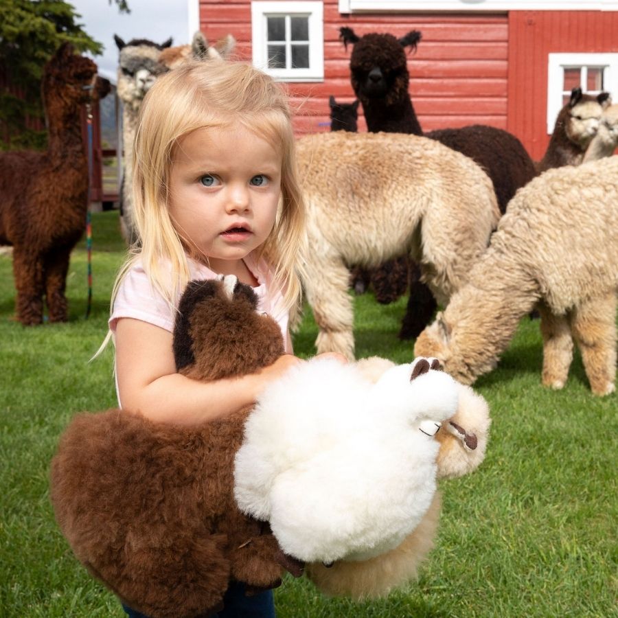 little girl standing in front of some alpacas carrying a brown alpaca plush toy and a white alpaca plush toy