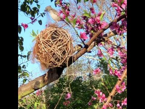 Video of bird using bird nesting ball made from Alpaca Fleece