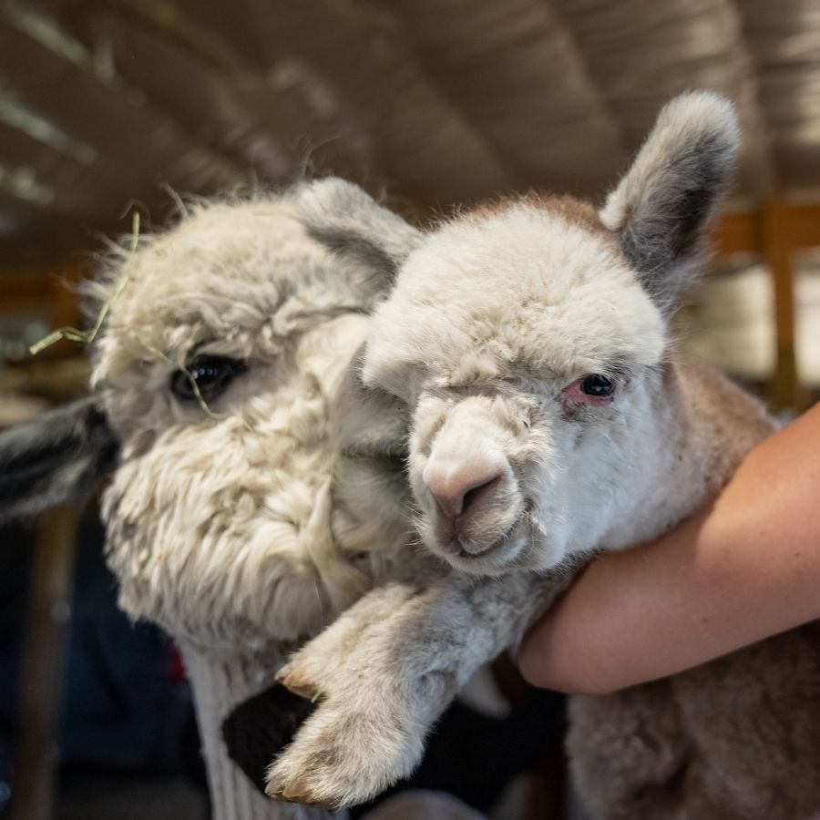 mom and baby alpaca