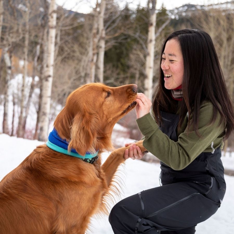 A smiling black haired woman playing with a golden retriever dog. The dog is wearing an ocean blues cobalt and cyan teal blue neck gaiter. The woman is wearing black overall snowpants, an olive green Alpacas of Montana women's base layer top, and a lightweight cozy comfortable moisture wicking warm breathable all seasons thin thermal outerwear skiing hiking climbing outdoors hunting fishing high desert neck gaiter made from scarlet red and light camel brown alpaca.